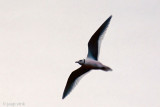Rosss Gull - Ross Meeuw - Rhodostethia rosea