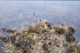 Rosss Gull - Ross Meeuw - Rhodostethia rosea