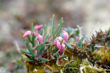 Bog Rosemary - Lavendelhei - Andromeda polifolia