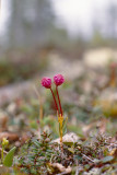 Bog Laurel - Lepelboom - Kalmia polifolia