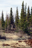 Boreal forest - Taiga