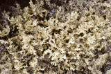 Reindeer Moss - Rendiermos - Cladina spec