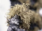 Old mans beard - Baardmos - Usnea spec