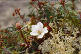 Aven spec (Rosaceae) - Dryas spec