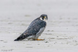 Peregrine - Slechtvalk - Falco peregrinus