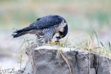 Peregrine - Slechtvalk - Falco peregrinus