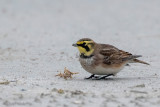 Shore Lark - Strandleeuwerik - Eremophila alpestris