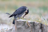 Peregrine - Slechtvalk - Falco peregrinus