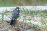 Peregrine - Slechtvalk - Falco peregrinus