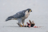 Peregrine - Slechtvalk - Falco peregrinus