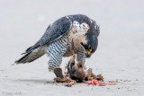 Peregrine - Slechtvalk - Falco peregrinus