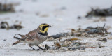 Shore Lark - Strandleeuwerik - Eremophila alpestris