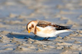Snow Bunting - Sneeuwgors - Plectrophenax nivalis