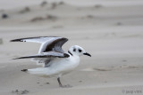 Black-legged Kittiwake - Drieteenmeeuw - Rissa tridactyla