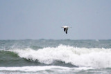 Northern Gannet - Jan-van-Gent - Morus bassanus