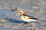 Snow Bunting - Sneeuwgors - Plectrophenax nivalis