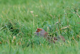 Partridge - Patrijs -Perdix perdix