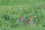 Partridge - Patrijs -Perdix perdix