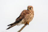 Common Kestrel - Torenvalk - Falco tinnunculus