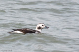 Long-tailed Duck - IJseend - Clangula hyemalis