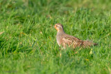 Partridge - Patrijs -Perdix perdix
