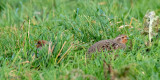 Partridge - Patrijs -Perdix perdix