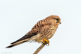 Common Kestrel - Torenvalk - Falco tinnunculus