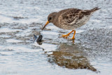 Purple Sandpiper - Paarse Strandloper - Calidris maritima