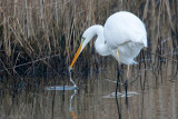 Great Egret - Grote Zilverreiger - Ardea alba