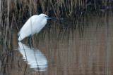 Little Egret - Kleine Zilverreiger - Egretta garzetta