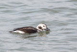 Long-tailed Duck - IJseend - Clangula hyemalis