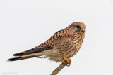 Common Kestrel - Torenvalk - Falco tinnunculus