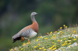 Ashy-headed Goose - Grijskopgans - Chloephaga poliocephala