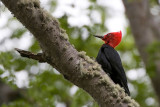 Magellanic Woodpecker - Magelhaenspecht - Campephilus magellanicus