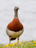Ashy-headed Goose - Grijskopgans - Chloephaga poliocephala