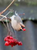 Bohemian Waxwing - Pestvogel - Bombycilla garrulus
