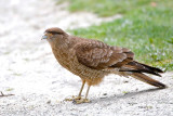 Chimango - Milvago chimango