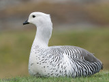 Upland Goose - Magelhaengans - Chloephaga picta