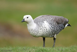 Upland Goose - Magelhaengans - Chloephaga picta