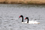 Black-necked Swan - Zwarthalszwaan - Cygnus melanocorypha