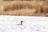 Great Grebe - Grote Fuut - Podiceps major