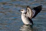 Black Guillemot - Zwarte Zeekoet - Cepphus grylle