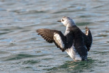 Black Guillemot - Zwarte Zeekoet - Cepphus grylle