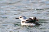 Black Guillemot - Zwarte Zeekoet - Cepphus grylle