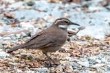 Dark-bellied cinclodes - Grijsbuikwipstaart - Cinclodes patagonicus
