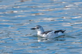 Black Guillemot - Zwarte Zeekoet - Cepphus grylle
