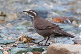 Dark-bellied cinclodes - Grijsbuikwipstaart - Cinclodes patagonicus