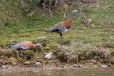 Ashy-headed Goose - Grijskopgans - Chloephaga poliocephala