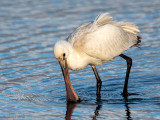 Eurasian Spoonbill - Lepelaar - Platalea leucorodia