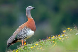 Ashy-headed Goose - Grijskopgans - Chloephaga poliocephala